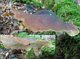 Attēlu rezultāti vaicājumam “Polyporus badius”