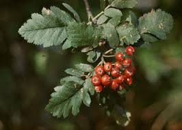 Attēlu rezultāti vaicājumam “Sorbus hybrida”