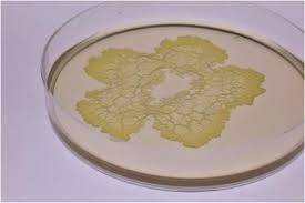 Attēlu rezultāti vaicājumam “Physarum conglomeratum macro”