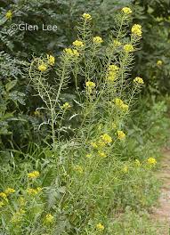 Attēlu rezultāti vaicājumam “Sisymbrium loeselii flower”