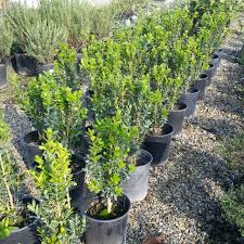 Attēlu rezultāti vaicājumam “Buxus sempervirens”