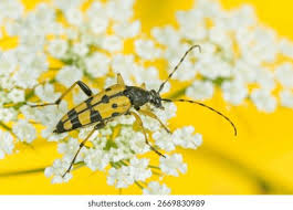 Attēlu rezultāti vaicājumam “Leptura annularis”