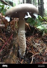 Attēlu rezultāti vaicājumam “Stropharia hornemannii”