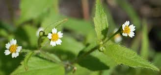 Attēlu rezultāti vaicājumam “Galinsoga quadriradiata leaf”