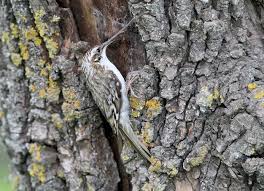 Attēlu rezultāti vaicājumam “Certhia familiaris”