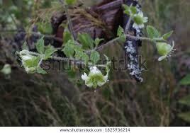 Attēlu rezultāti vaicājumam “Silene baccifera leaf”