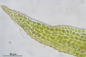 Attēlu rezultāti vaicājumam “Anomodon longifolius”