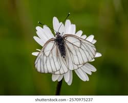 Attēlu rezultāti vaicājumam “Aporia crataegi female”