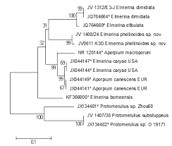 Attēlu rezultāti vaicājumam “Elmerina caryae”