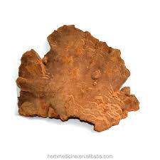 Attēlu rezultāti vaicājumam “Phellinus pini”