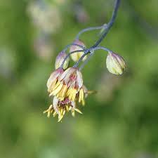Attēlu rezultāti vaicājumam “Thalictrum minus leaf”