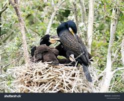 Attēlu rezultāti vaicājumam “Phalacrocorax carbo nest”