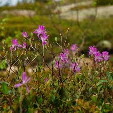 Attēlu rezultāti vaicājumam “Rhododendron canadense”