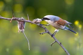 Attēlu rezultāti vaicājumam “Lanius collurio”