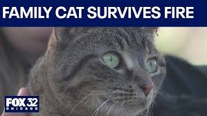 Image result for cat found