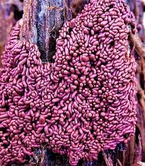 Attēlu rezultāti vaicājumam “Arcyria affinis spores”