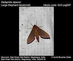 Attēlu rezultāti vaicājumam “Deilephila elpenor imago”