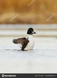 Attēlu rezultāti vaicājumam “Bucephala clangula juvenile”