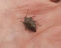 Attēlu rezultāti vaicājumam “Troilus luridus”