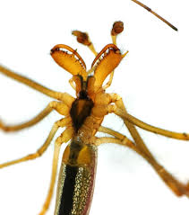 Attēlu rezultāti vaicājumam “Tetragnatha extensa”