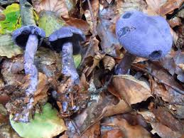 Attēlu rezultāti vaicājumam “Cortinarius violaceus”