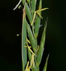 Attēlu rezultāti vaicājumam “Elymus caninus”