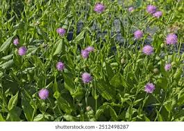 Image result for Knautia dipsacifolia