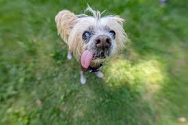 Image result for ugliest dog