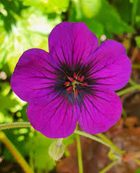 Image result for Geranium `Sandrine`