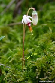 Attēlu rezultāti vaicājumam “Oxycoccus flower”