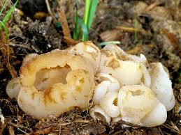 Attēlu rezultāti vaicājumam “Peziza flavida”