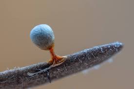 Attēlu rezultāti vaicājumam “Craterium leucocephalum”