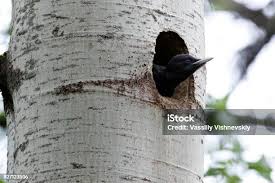 Attēlu rezultāti vaicājumam “Dryocopus martius nest”