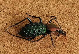 Attēlu rezultāti vaicājumam “Leistus terminatus”