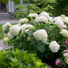 Attēlu rezultāti vaicājumam “Hydrangea arborescens flower”