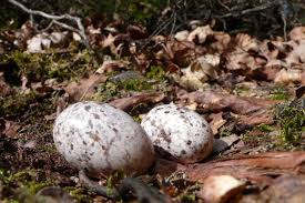 Attēlu rezultāti vaicājumam “Caprimulgus europaeus eggs”