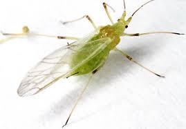 Attēlu rezultāti vaicājumam “Acyrthosiphon”