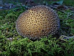 Attēlu rezultāti vaicājumam “Lycoperdon echinatum”