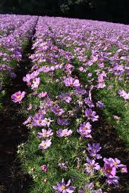 Image result for Cosmos bipinnatus