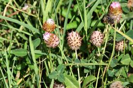 Attēlu rezultāti vaicājumam “Trifolium fragiferum”