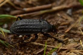 Attēlu rezultāti vaicājumam “Carabus clathratus”