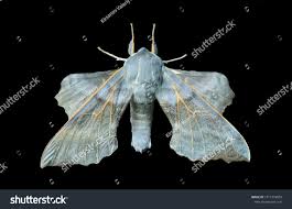 Attēlu rezultāti vaicājumam “Laothoe amurensis”