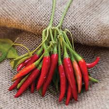Afbeeldingsresultaat voor thai bird pepper hot pepper