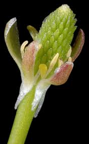 Attēlu rezultāti vaicājumam “Myosurus minimus”