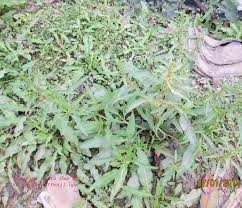 Attēlu rezultāti vaicājumam “Rumex maritimus leaf”