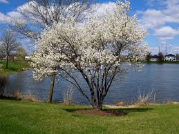 Attēlu rezultāti vaicājumam “Amelanchier canadensis”