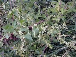 Attēlu rezultāti vaicājumam “Fallopia dumetorum fruit”