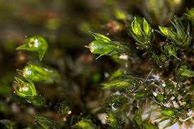 Attēlu rezultāti vaicājumam “Schistidium apocarpum”