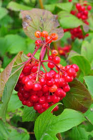 Attēlu rezultāti vaicājumam “Viburnum opulus fruit”