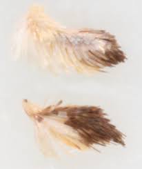 Attēlu rezultāti vaicājumam “Anania lancealis”